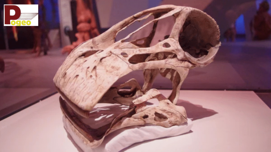 Images and Visual Evidence of the 500 Teeth Dinosaur