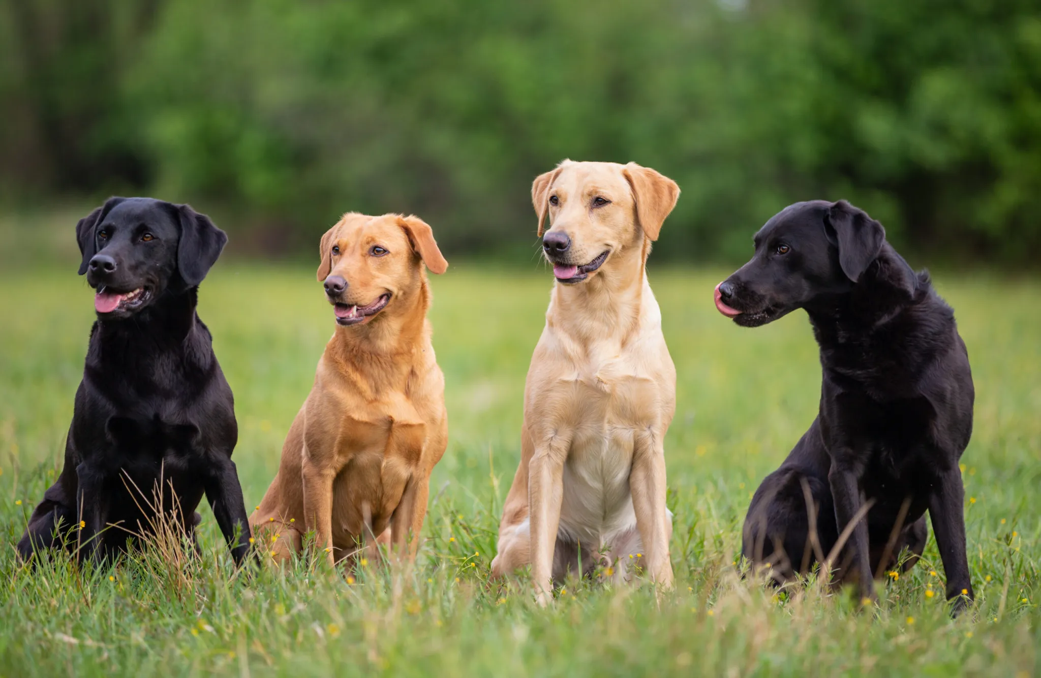 Willowtimle Labradors