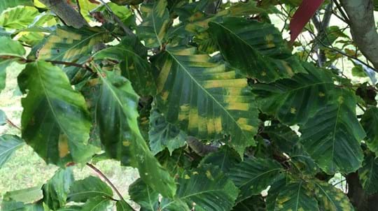 Beech Tree Diseases UK