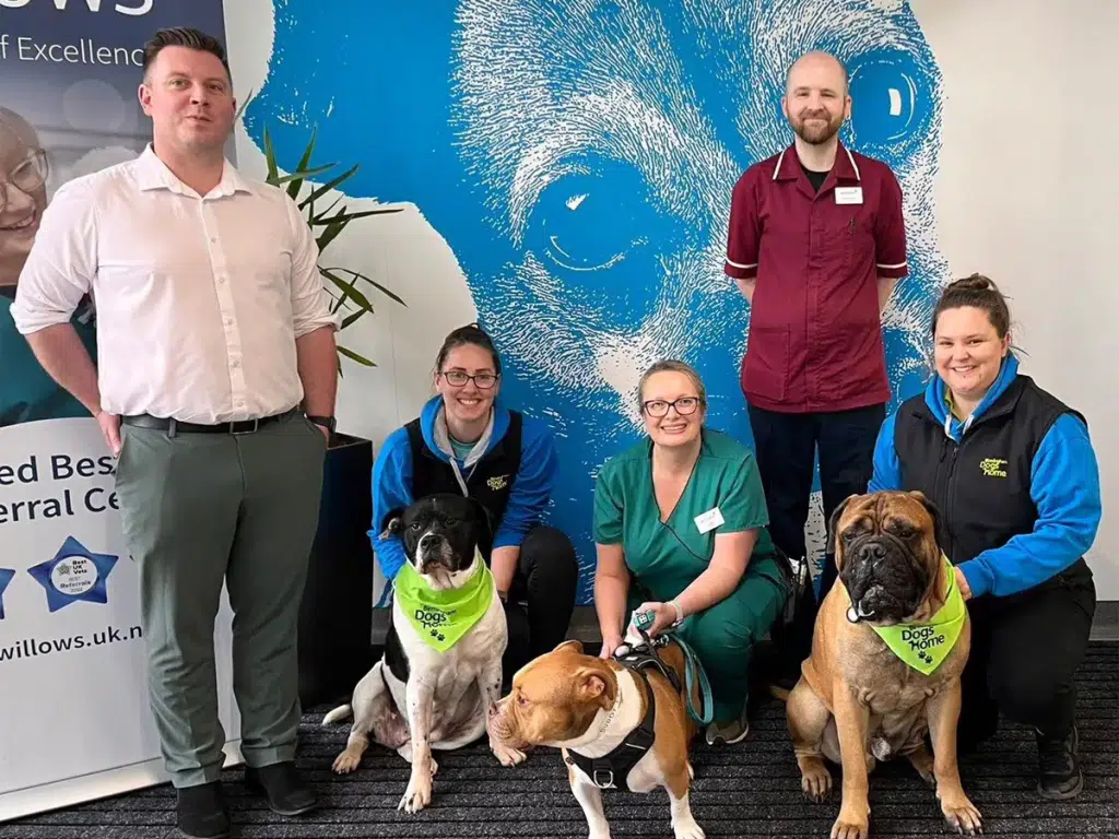 Birmingham Dogs Home Volunteering: How to Help Homeless Dogs Near You