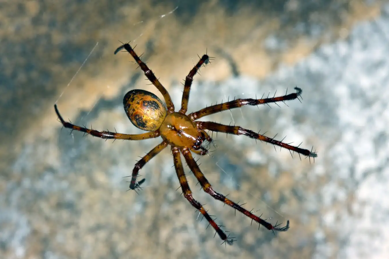 Cave Spider