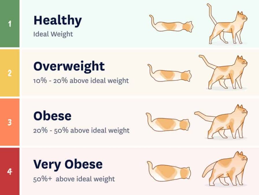 Cat Weight Chart