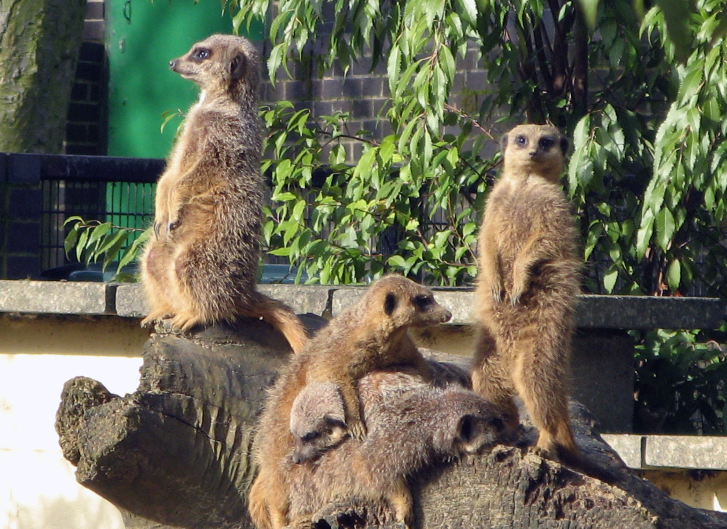 Battersea Park Childrens Zoo