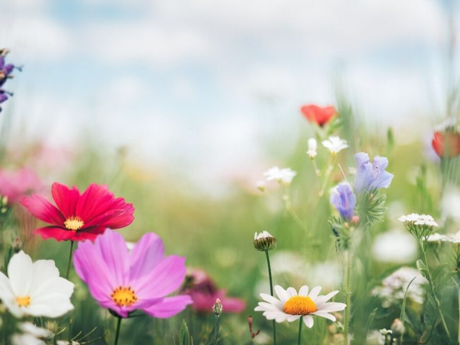 What Happens in Spring Season