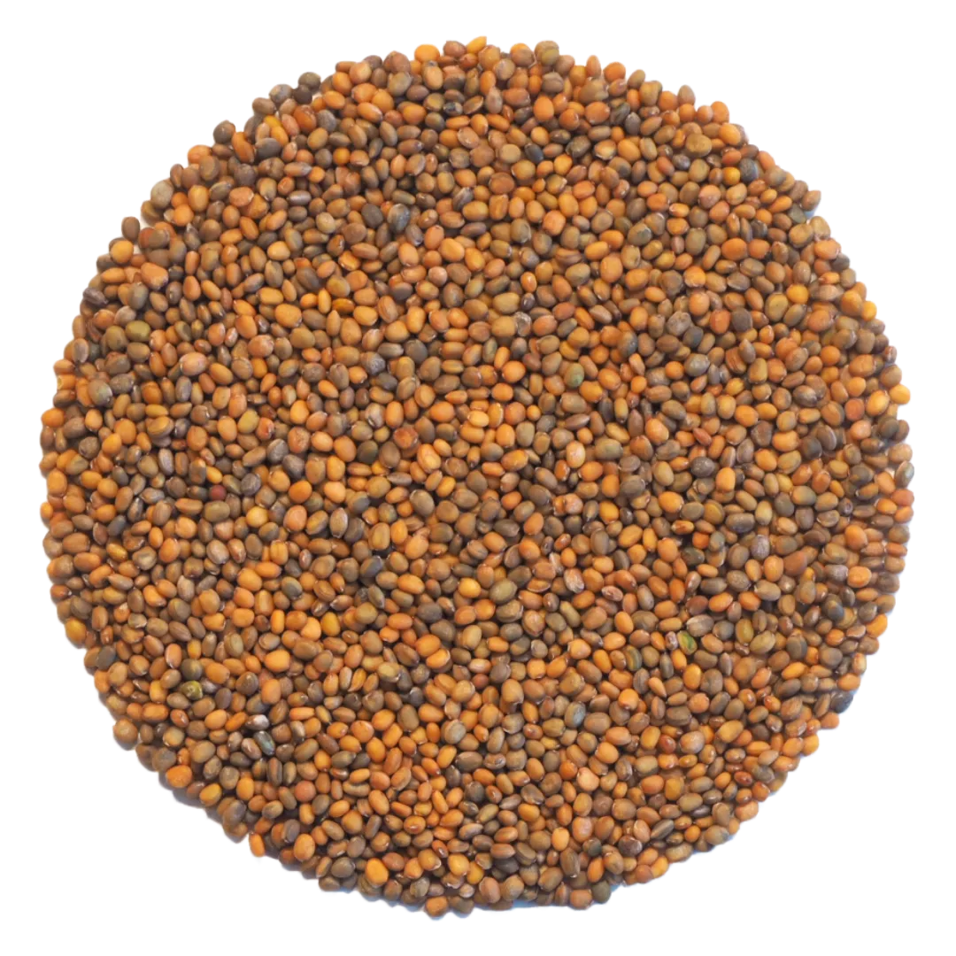 Rocket Seeds – Buy Cannabis Seeds Online UK | Fast Delivery