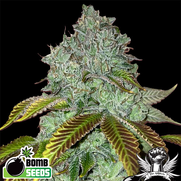 Attitude Seed Bank – UK’s Most Trusted Cannabis Seed Superstore