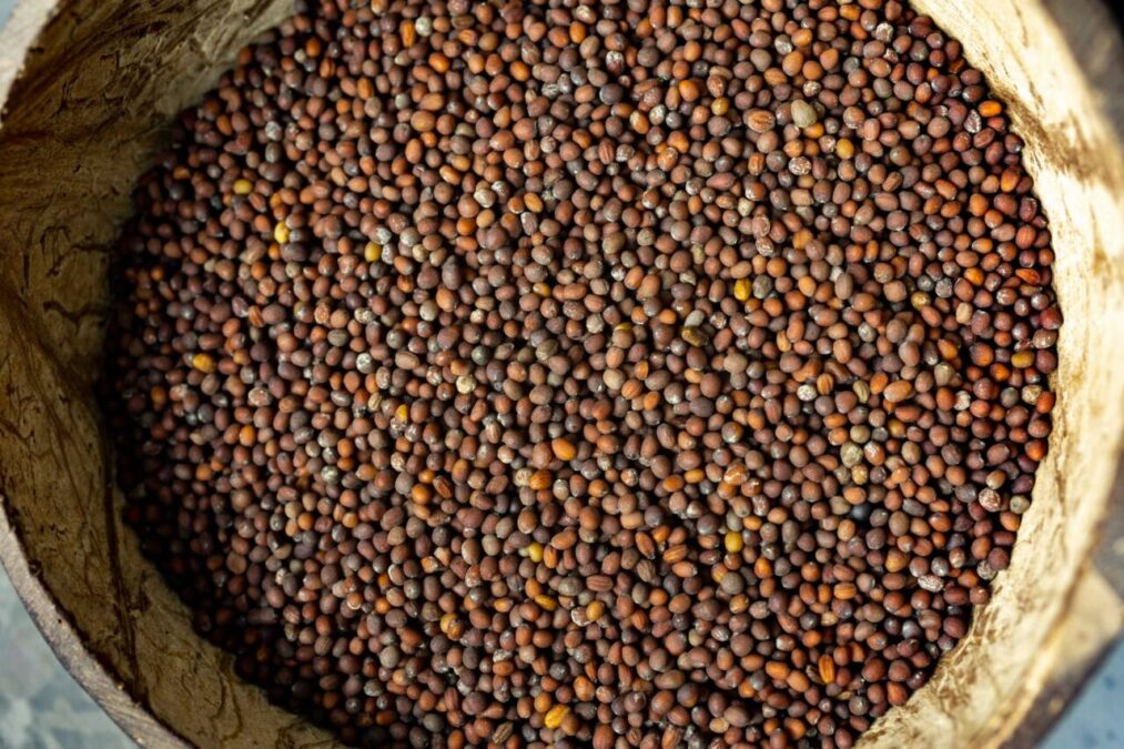 Rocket Seeds