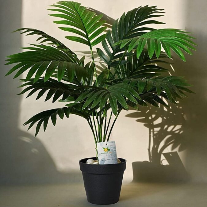 Palmera Plant