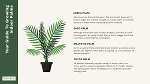 Palmera Plant Care Guide