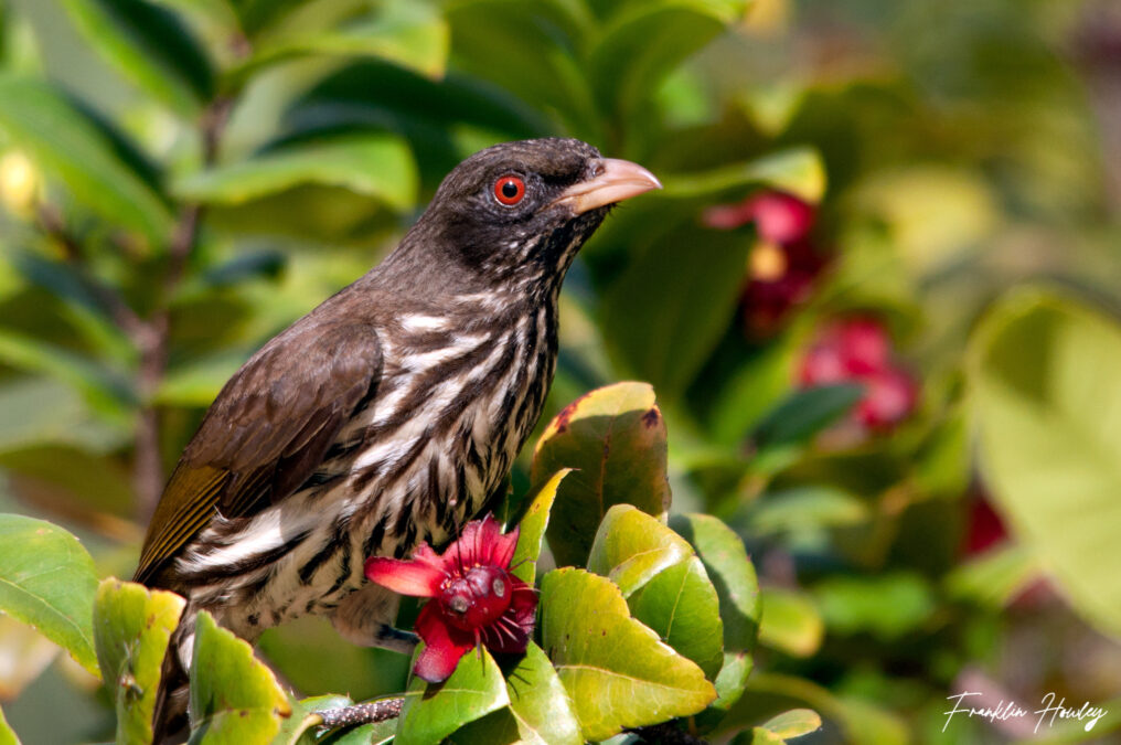 Cigua Palmera