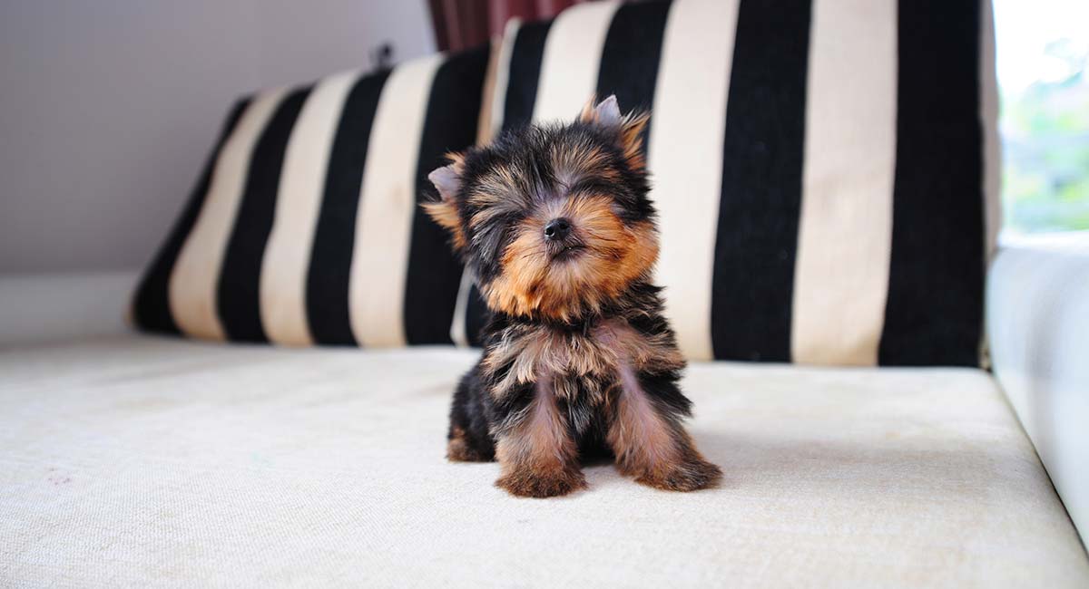 How Much Is a Teacup Yorkie?