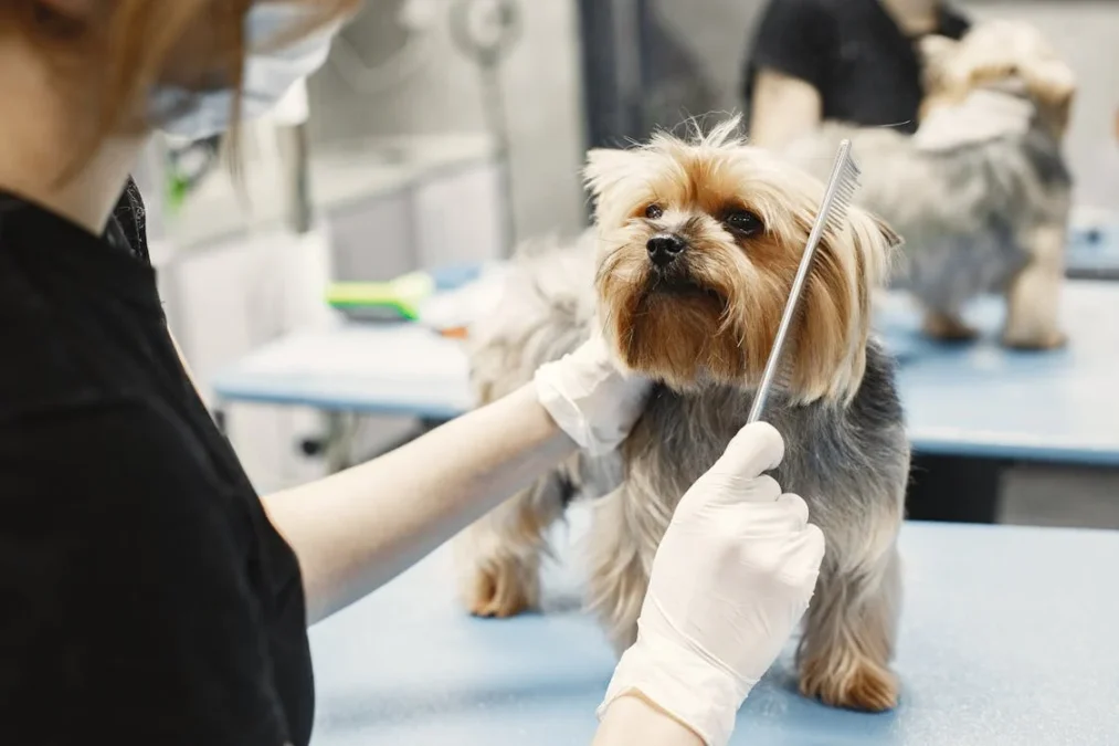 Proper Grooming for Long-Haired Dogs: A Pet-Owner’s Guide Long-Haired Dogs