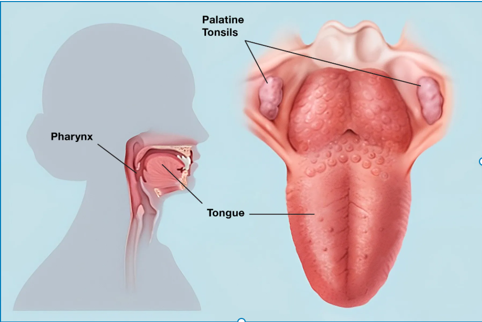 lingual tonsils