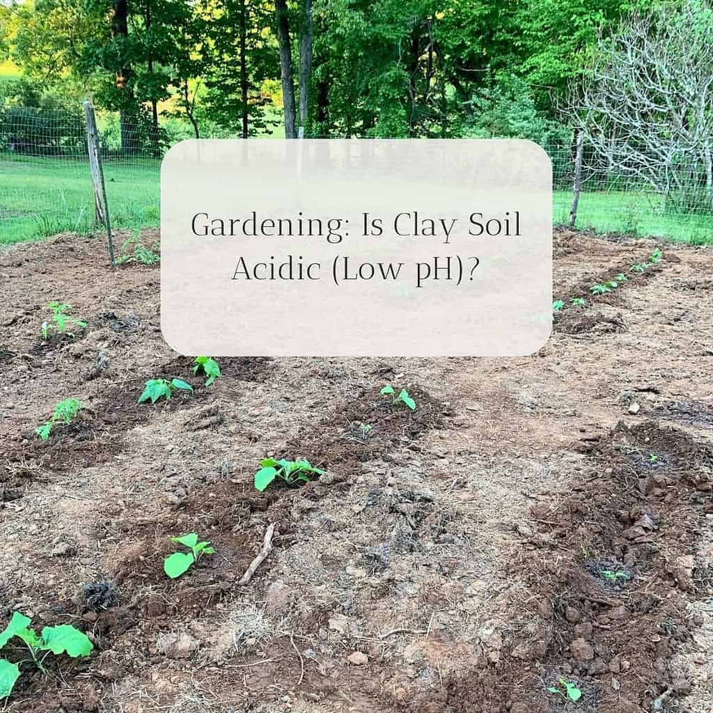Is Clay Soil Acid or Alkaline
