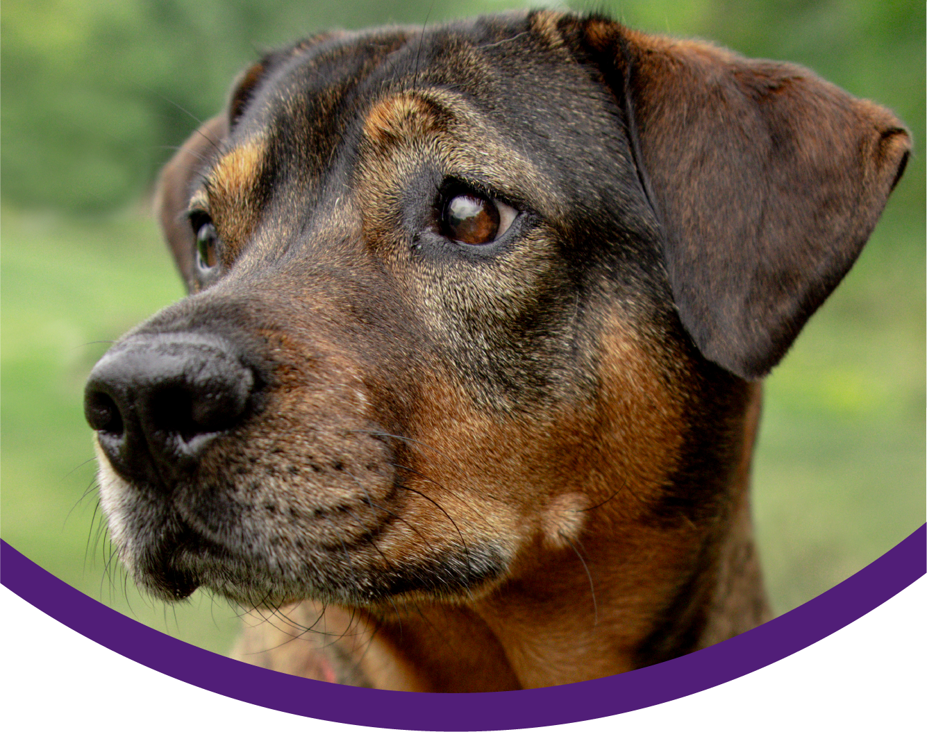 Does Pet Insurance Cover Euthanasia