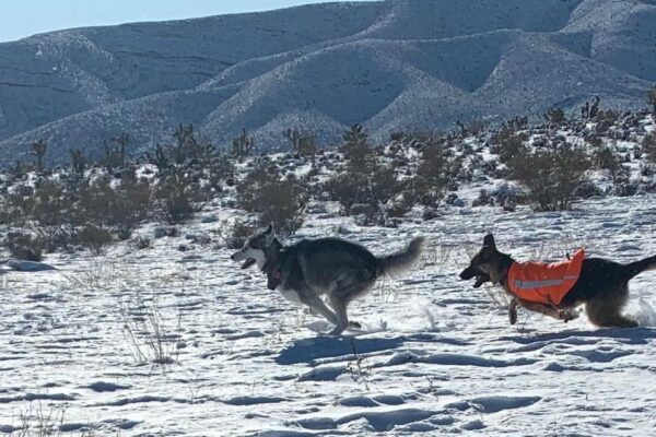 Trail Days with Dogs