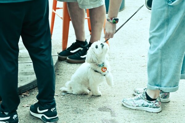 How to Vet a Private-Party Pet Seller: A Checklist That Actually Catches Problems