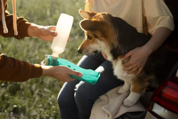 A Beginner's Guide to Handling Your First Pet Emergency