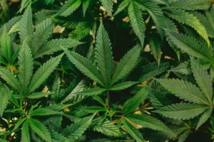 Best Terpene Company for Edibles and Beverage Formulation