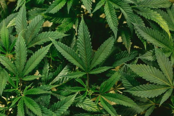 Best Terpene Company for Edibles and Beverage Formulation