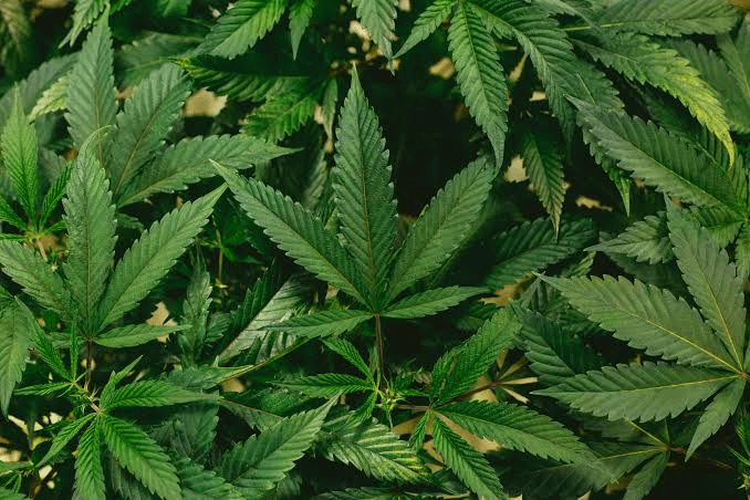 Best Terpene Company for Edibles and Beverage Formulation